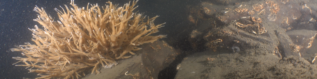 Boulder habitat in Long Island Sound with large dead man's finger sponge