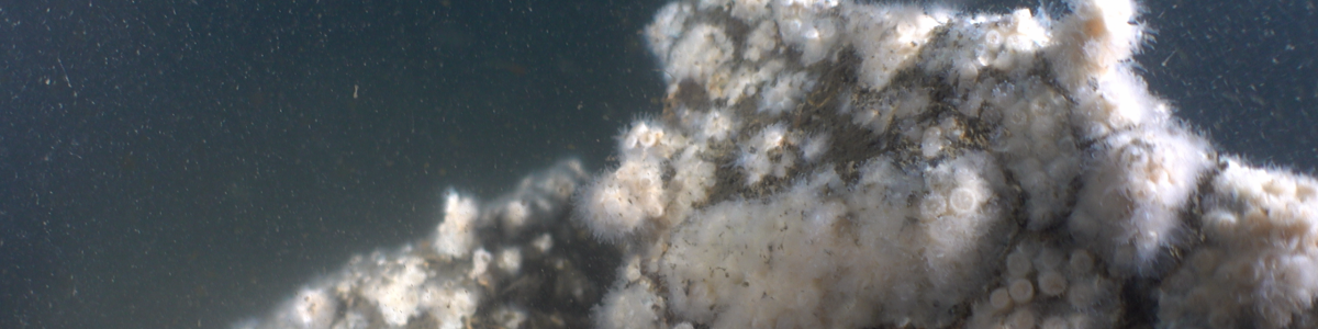 Boulder habitat in Long Island Sound covered with the northern star coral Astrangia