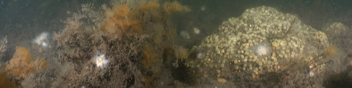 Boulders with anemones and sponges
