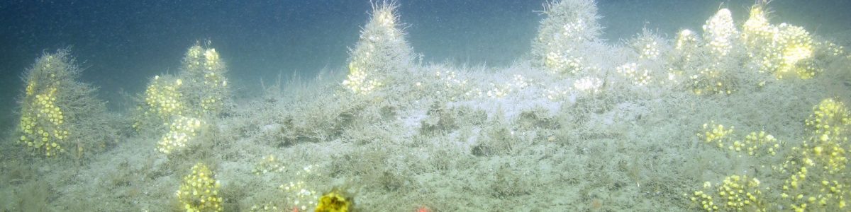 Seafloor image with the sponge Cliona celata