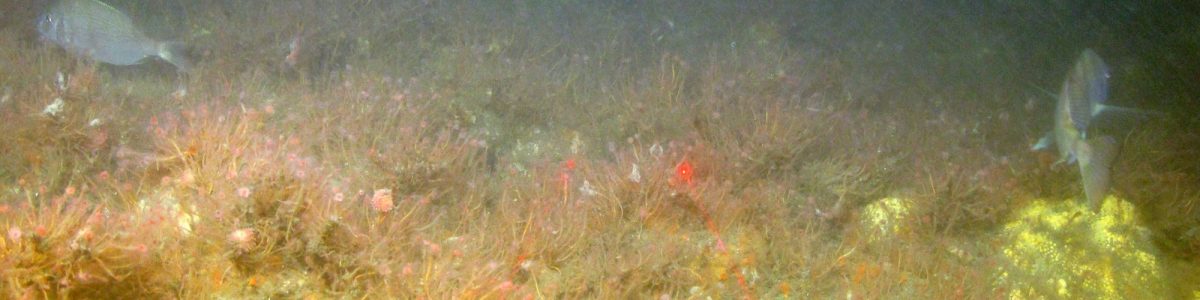 Seafloor image of Long Island Sound showing colorful biodiversity