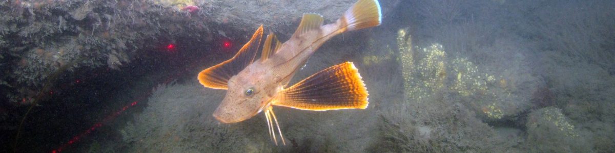 A striped sea robin swims near a large boulder in Long Island Sound